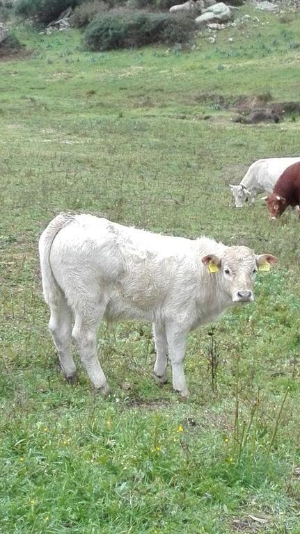 Agriturismo Monte Pino Telti エクステリア 写真