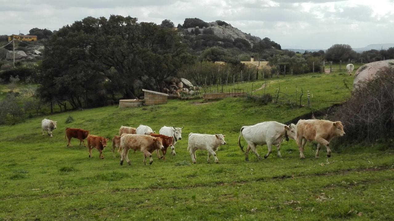 Agriturismo Monte Pino Telti エクステリア 写真